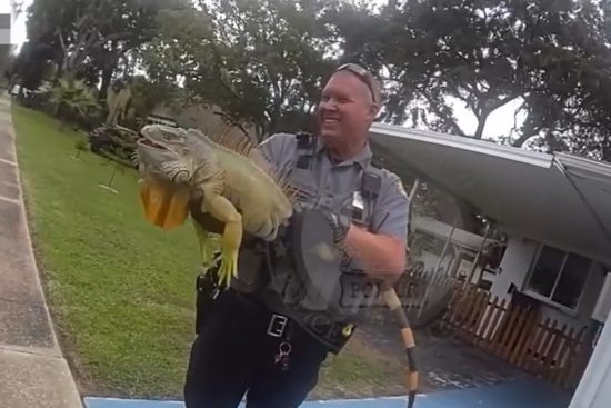 comunidad, Florida, Iguana