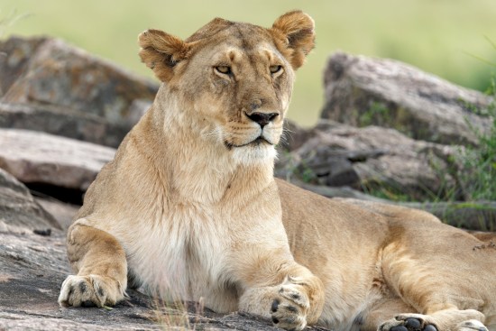 Brazil zoo lion attack leaves young man dead