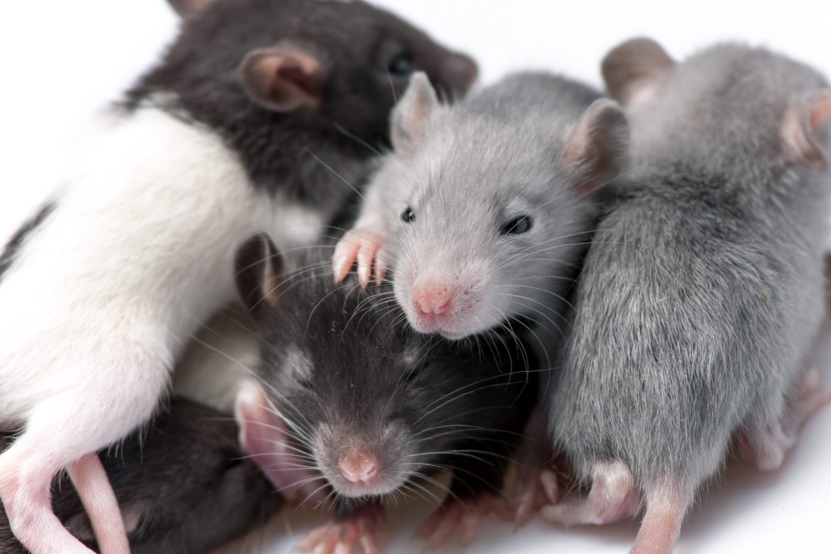 hantavirus, sistema, defensas, virus, enfermedad, rofuerza, US Exit From WHO Amid Hantavirus Outbreak
