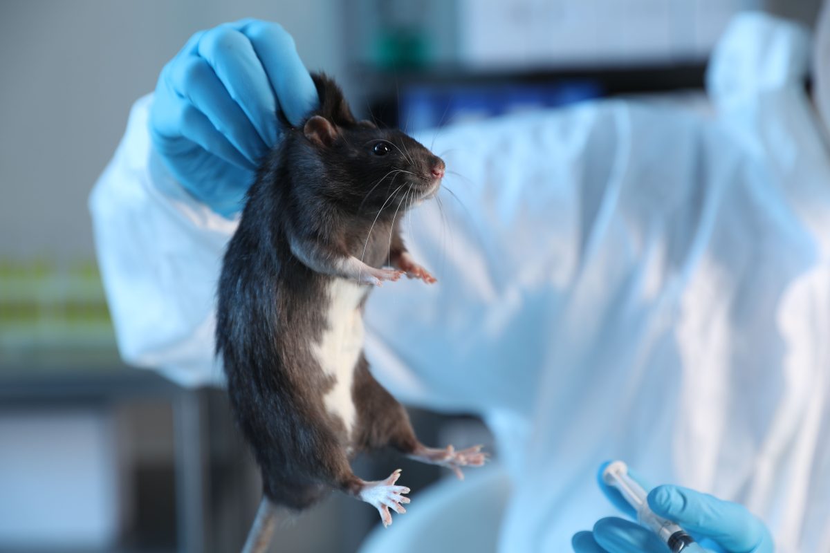 ratones, ratas, vacuna, vacunas, hantavirus, hantavirus vaccine development