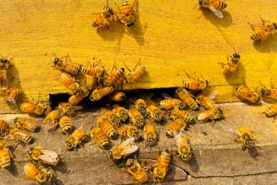 Abejas invaden carretera en Texas