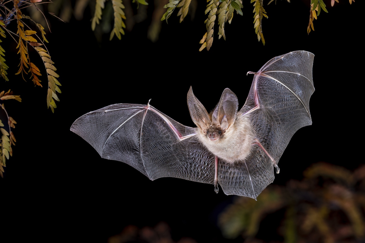 Rabia transmitida por murciélagos: los primeros síntomas confundieron el diagnóstico, Bat Rabies Tragedy After Boy Wakes Up With a Bat on His Face