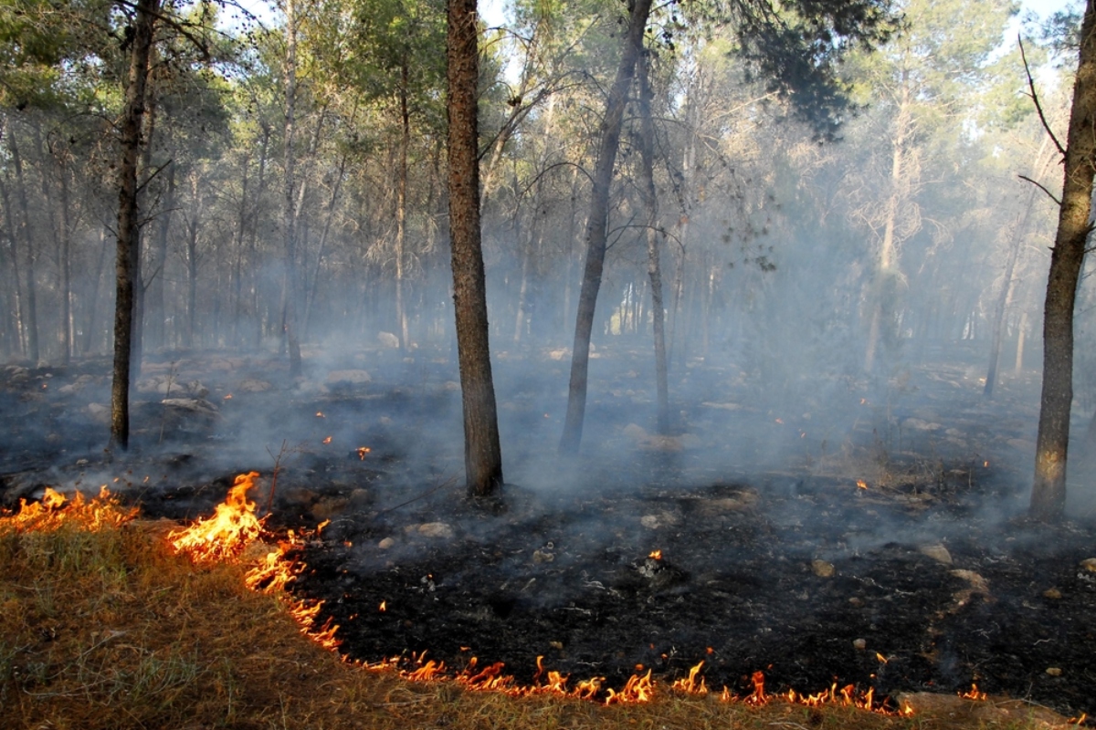 Incendio forestal en Madrid
